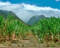 Sugar Cane fields on Maui, Hawaii in the 1990Ã¢â¬â¢s Royalty Free Stock Photo